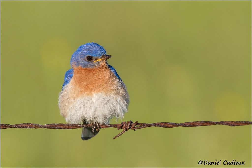 tn_Eastern Bluebird_0735-1.jpg